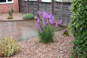 Liatra klosowa – jak skutecznie sadzić, dbać o nią i spełnić wymagania uprawy?