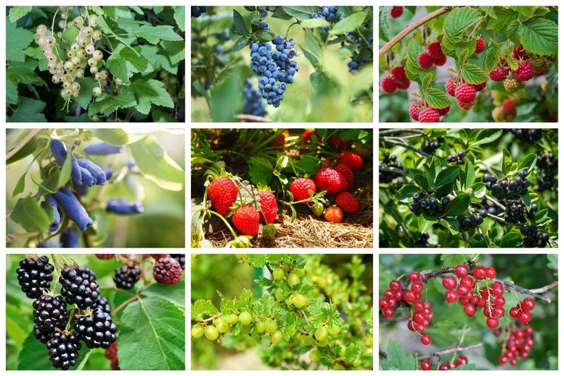 Odkryj rzadkie i nietypowe gatunki krzewów owocowych do swojego ogrodu