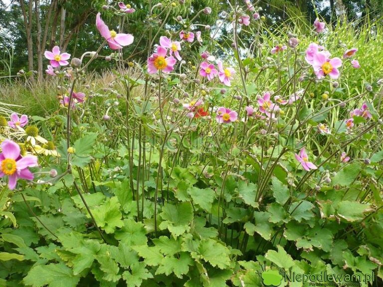 Zawilec japoński w ogrodzie – jak wygląda jego sadzenie, wymagania oraz pielęgnacja?