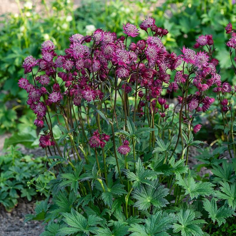 Gleba i nasłonecznienie jarzmianki
