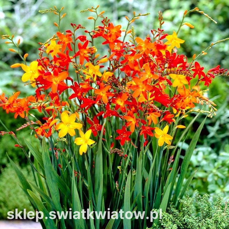 Kolorowe kwiaty do ogrodu