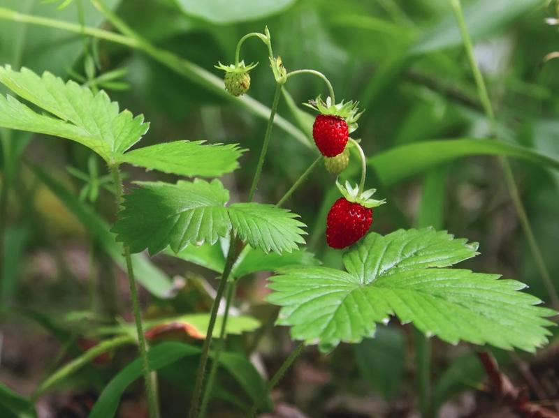 Najlepszy czas na przycinanie poziomki