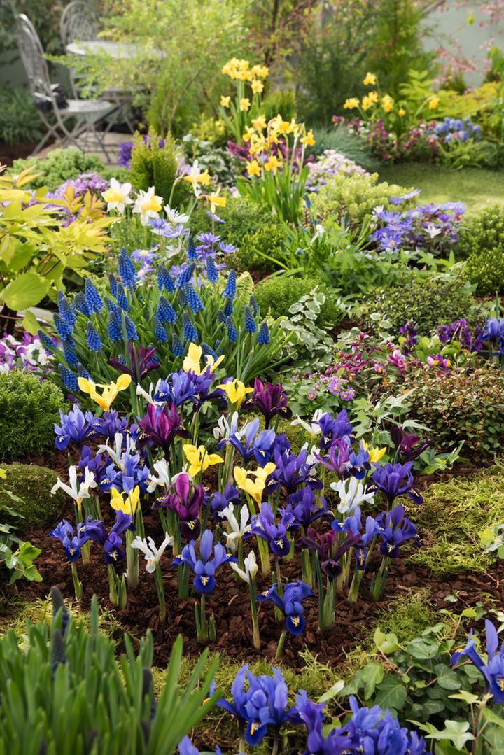 Nawożenie i podlewanie irysów