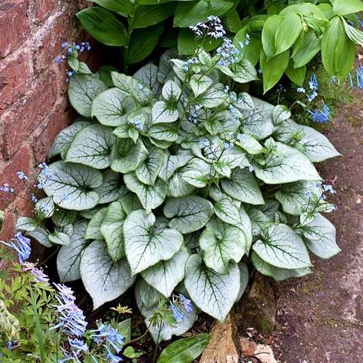 Optymalne warunki i stanowisko dla Brunnera wielkolistnej