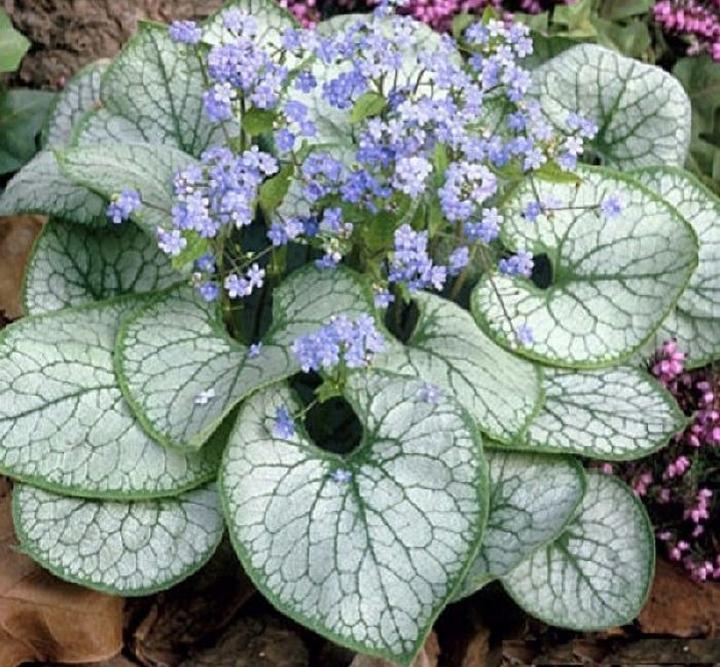 Pielęgnacja Brunnera wielkolistnej nawożenie i podlewanie