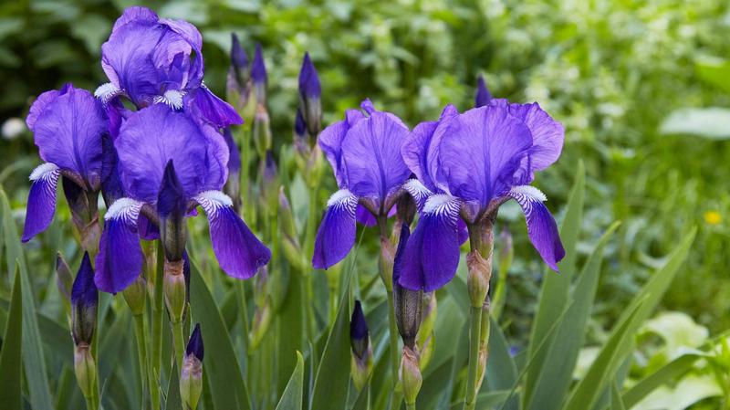 Pielęgnacja irysów cebulowych