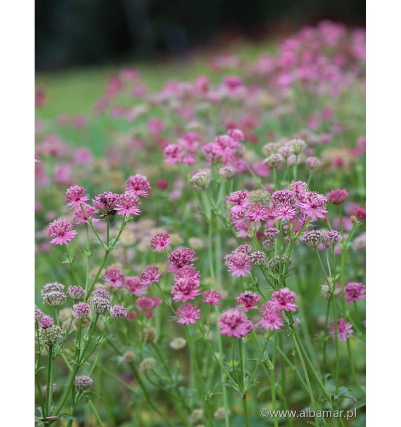 Pielęgnacja jarzmianki większej