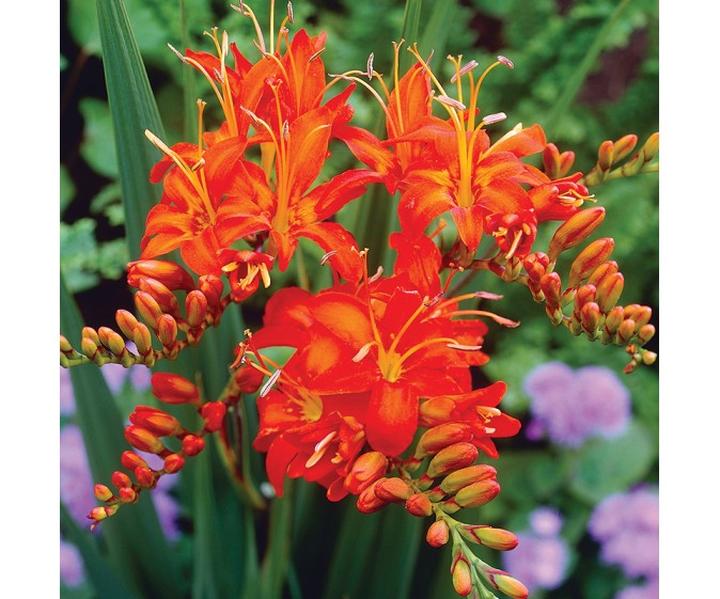 Pielęgnacja krokosmii nawożenie i podlewanie