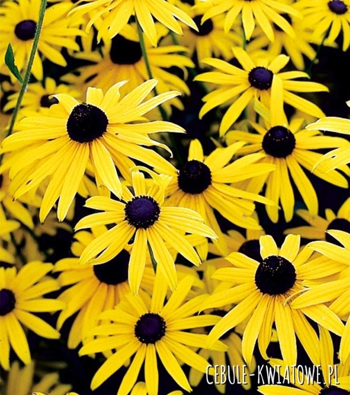 Pielęgnacja rudbekii