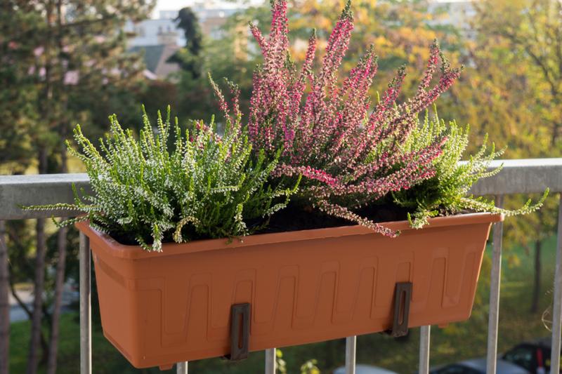 Podlewanie wrzosów zimą