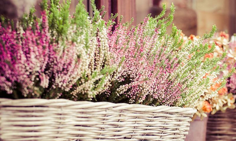 Podłoże dla wrzosów zimą