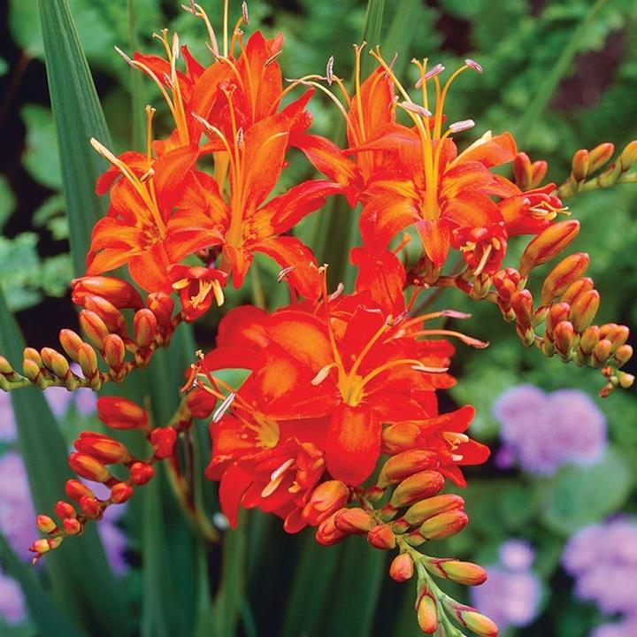 Sadzenie krokosmii w ogrodzie