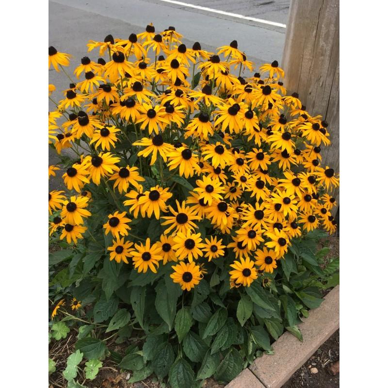 Sadzenie rudbekii krok po kroku