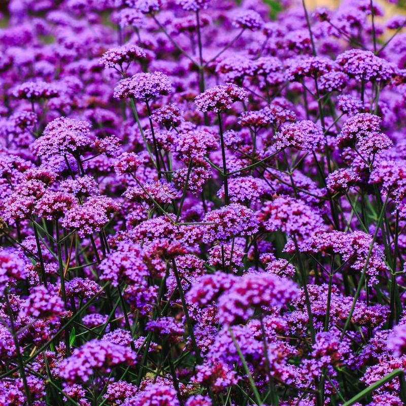 Siew werbeny patagońskiej krok po kroku