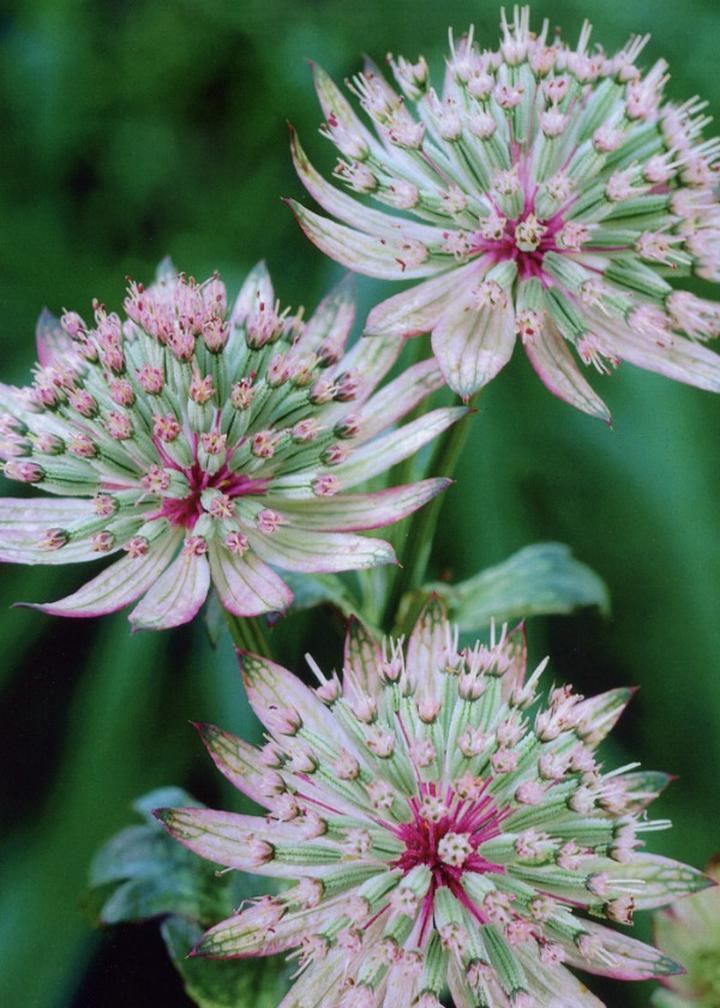 Szkodniki jarzmianki większej