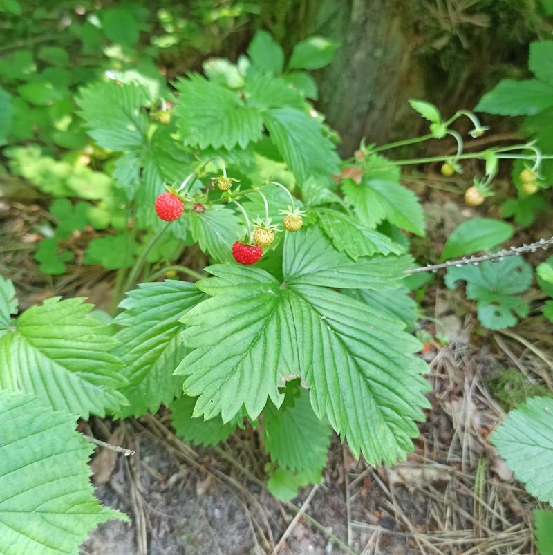 Techniki przycinania poziomki krok po kroku