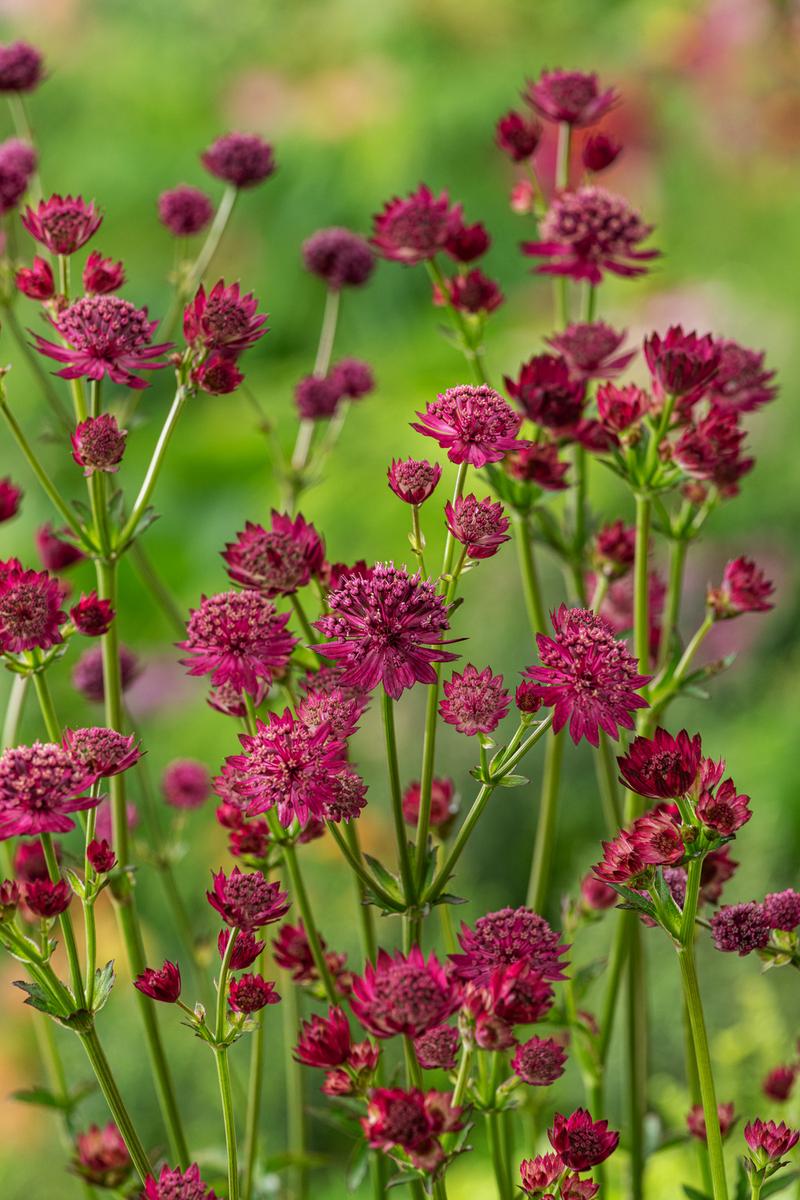 Uprawa jarzmianki większej