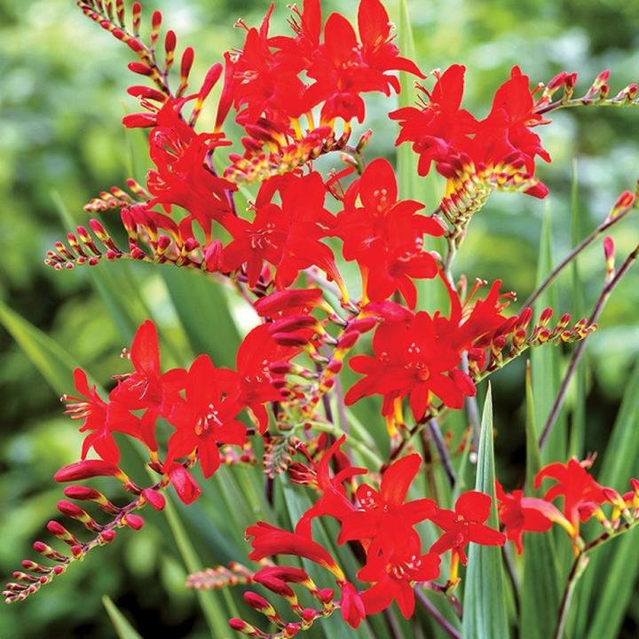 Uprawa krokosmii cynobrowki