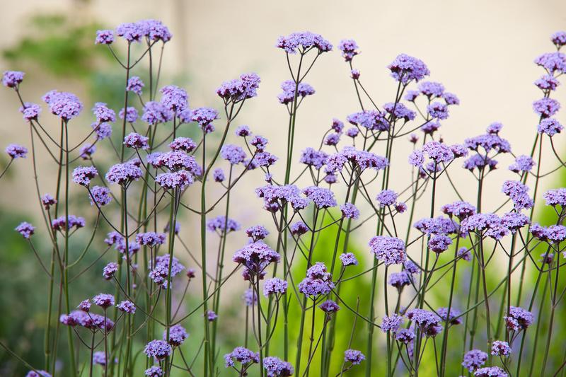 Warunki uprawy werbeny w ogrodzie