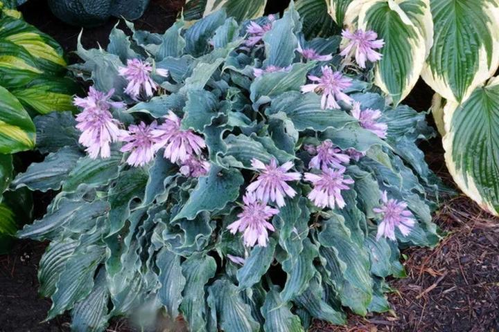 Funkia ogrodowa – jak sadzić, pielęgnować i zapewnić jej idealne warunki do wzrostu