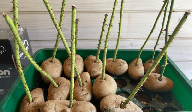 Jak skutecznie rozmnożyć różę w ziemniaku – tajemnice tej niezwykłej metody