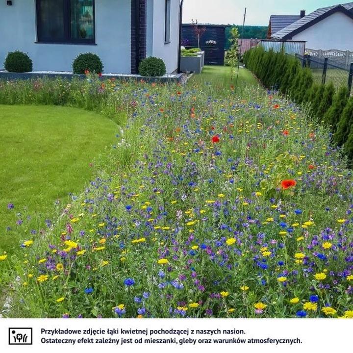 Jakie Kwiaty Wybrać na Łąkę Kwietną? Przewodnik po Najpiękniejszych Gatunkach