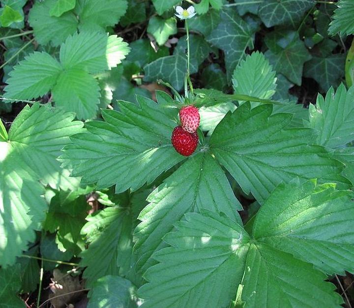 Kiedy najlepiej obcinać liście poziomki, aby cieszyć się pięknym kwitnieniem?