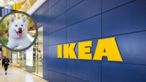 Odwiedzanie sklepu Ikea z psem – co warto wiedzieć?