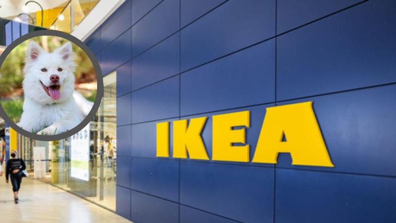 Odwiedzanie sklepu Ikea z psem – co warto wiedzieć?
