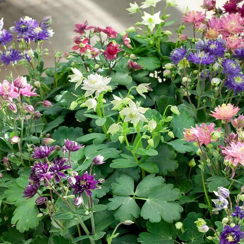 Przewodnik po orliku ogrodowym: jak sadzić, pielęgnować i spełnić jego wymagania