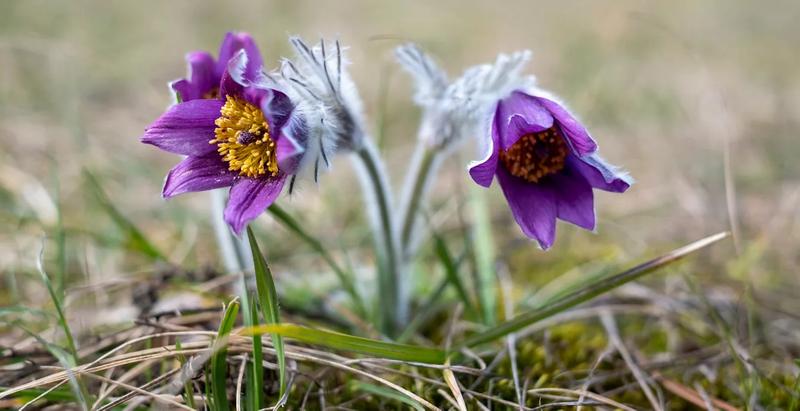 Sasanka – jak prawidłowo sadzić, pielęgnować i spełniać jej wymagania?