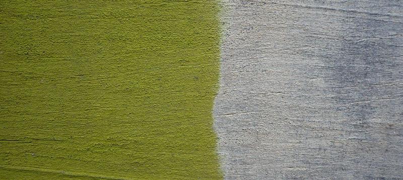 Zielony nalot na drzewach: co to oznacza i jakie niesie ryzyko dla ich zdrowia?