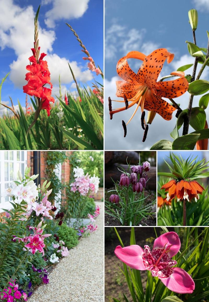 Aranżacja ogrodu z roślinami cebulowymi