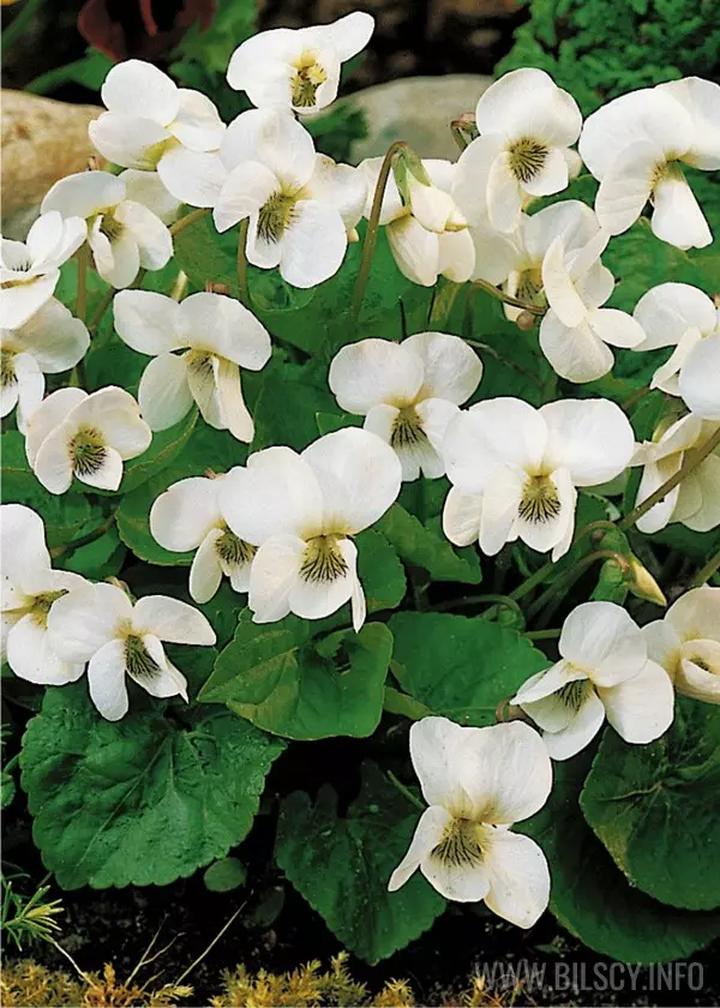 Aranżacje ogrodowe z fiołkiem motylkowym