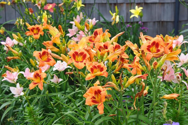 Długowieczne kwiaty do ogrodu