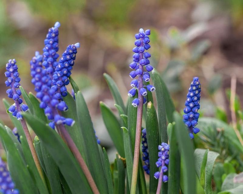 Gatunki roślin cebulowych