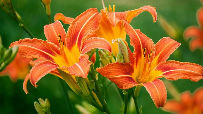 Historia i tradycje liliowców