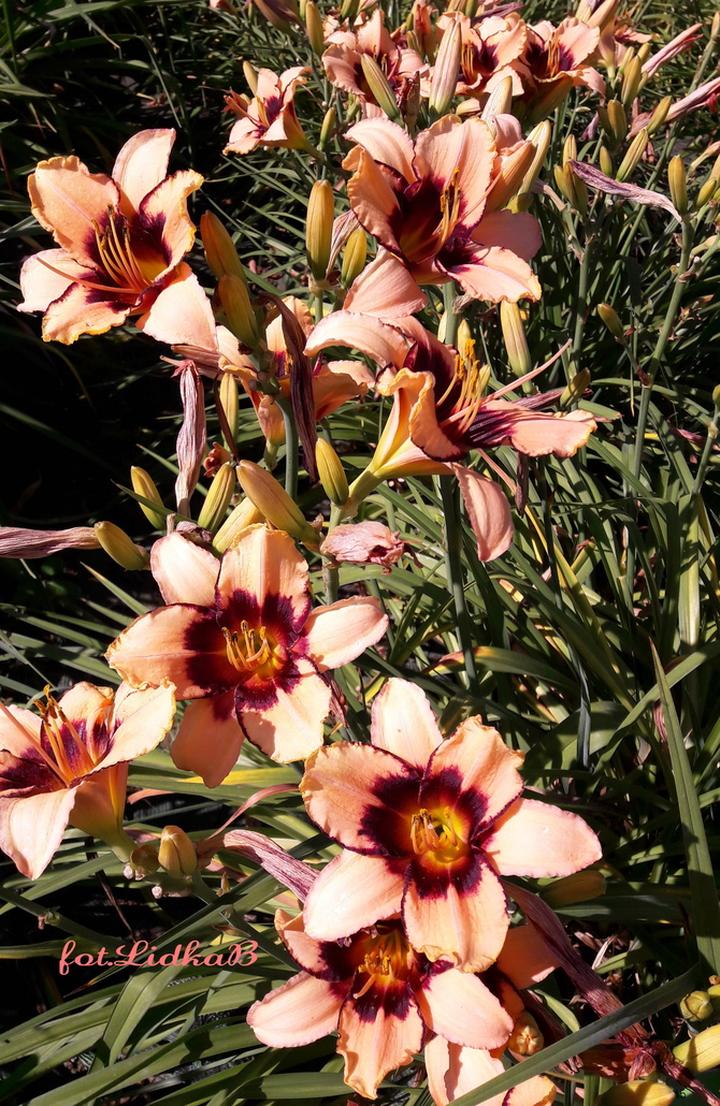 Korzyści ekologiczne liliowców