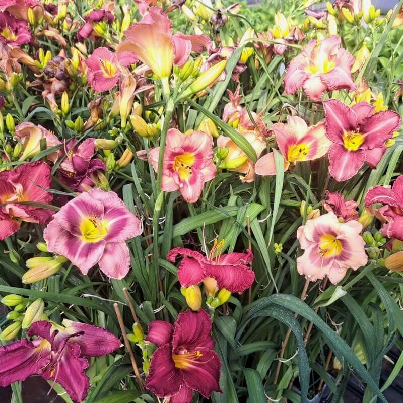 Liliowce w polskim ogrodzie