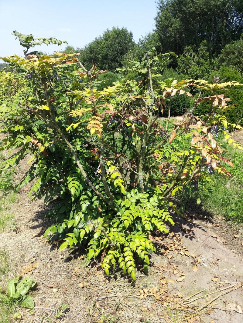 Mahonia w ogrodzie