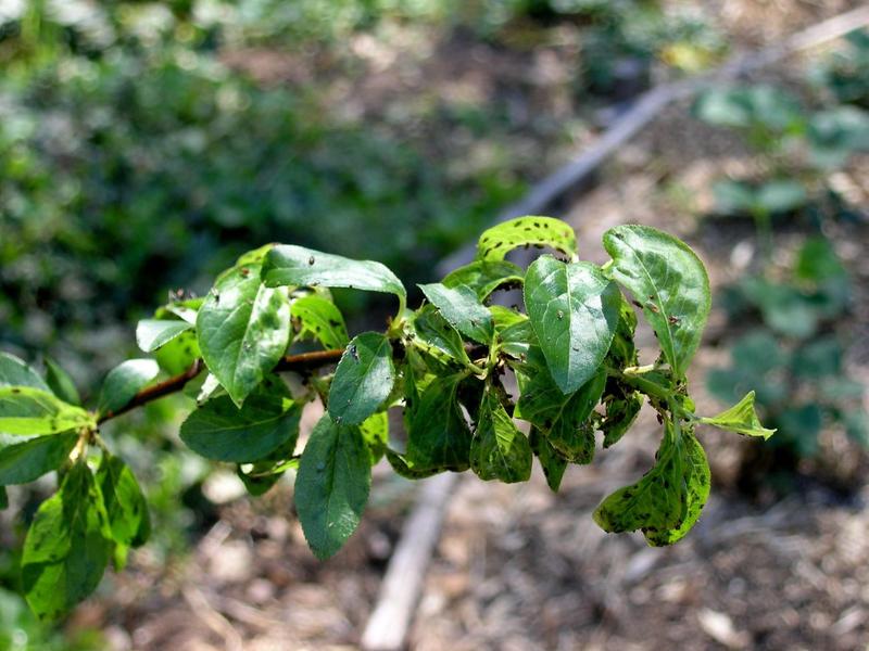 Oprysk mocznikiem na śliwy