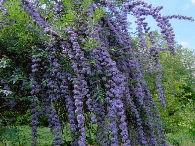 Pielęgnacja budlei w ogrodzie