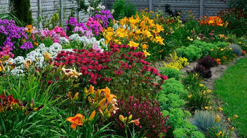 Pielęgnacja i uprawa liliowców