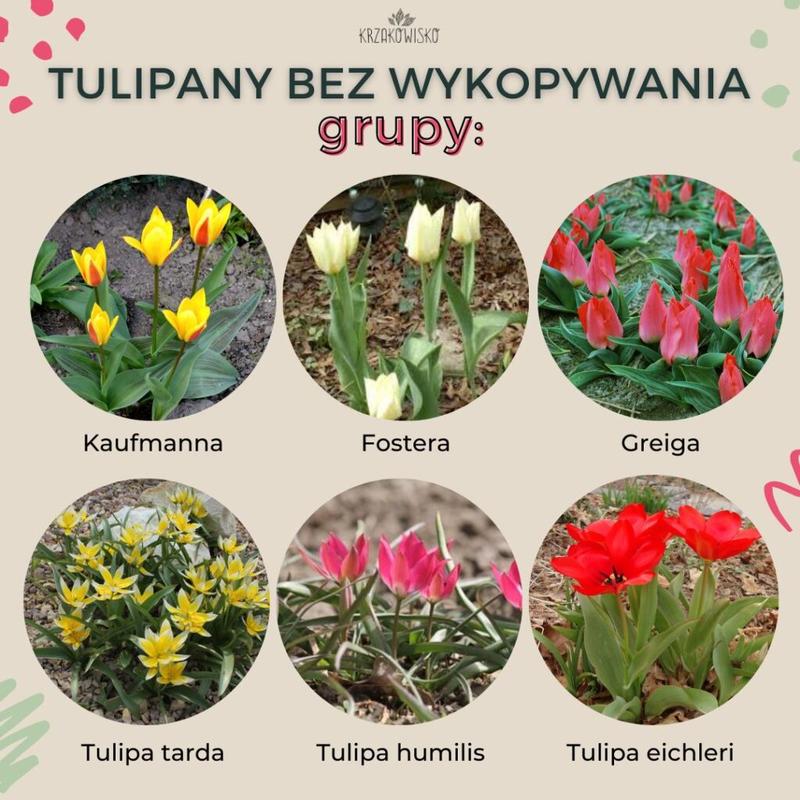 Pielęgnacja roślin cebulowych