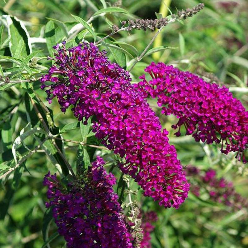 Sezon kwitnienia budlei