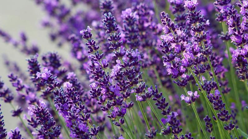 Uprawa i pielęgnacja lawendy