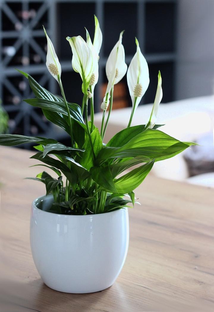 Warunki uprawy skrzydłokwiatu