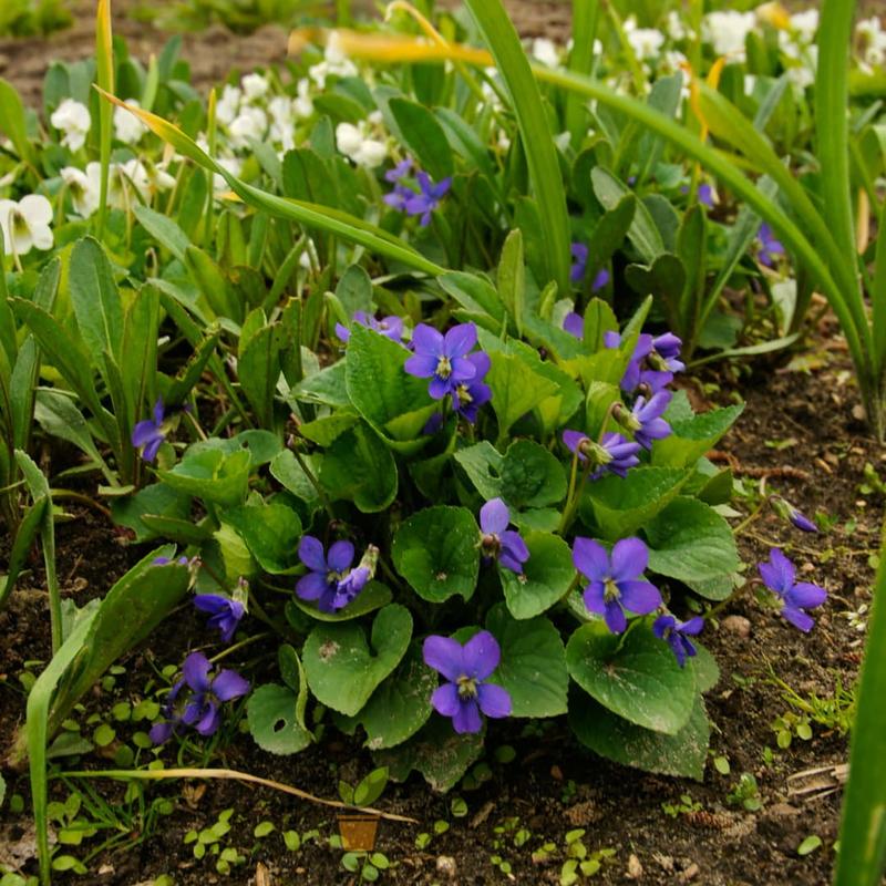 Wymagania glebowe światło i wilgotność fiołka motylkowego