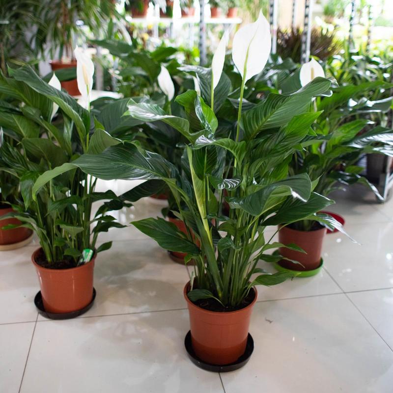 Dlaczego skrzydłokwiat nie kwitnie? Sprawdź nasz praktyczny poradnik, jak go uratować!