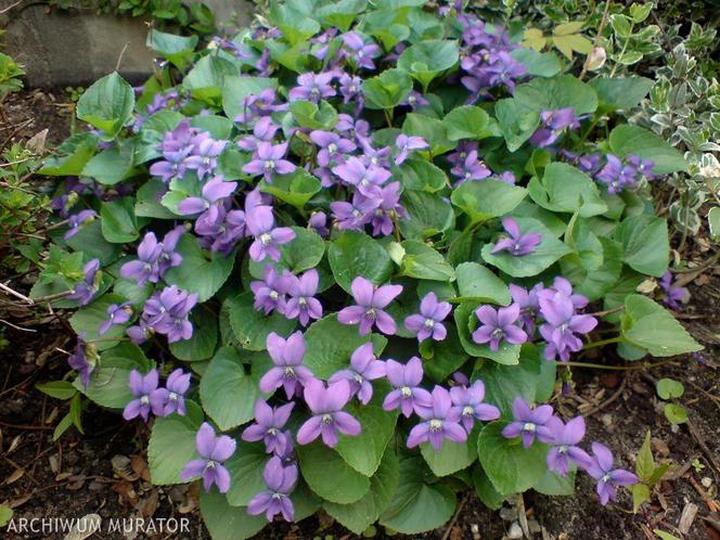 Fiolek motylkowy – jak skutecznie uprawiać i aranżować w ogrodzie?